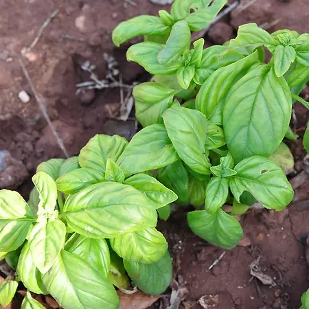 Bed & Breakfast Contrada Borgin 4*