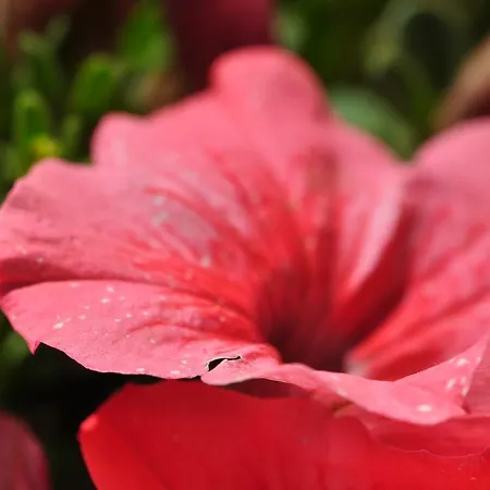 Contrada Borgin Bed & Breakfast