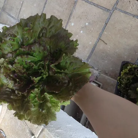 Contrada Borgin Marina Di Pescoluse