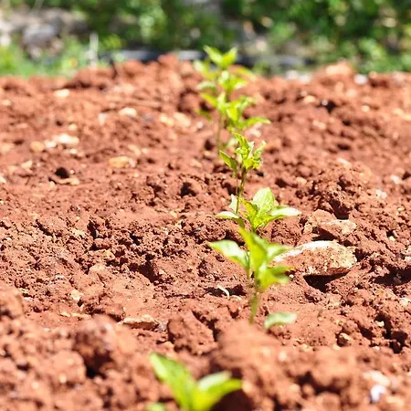 Contrada Borgin Panzió