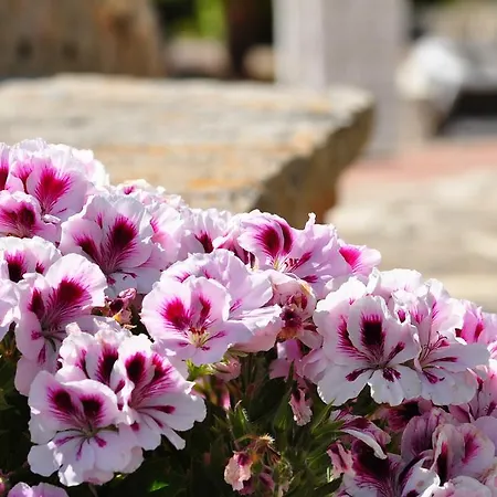 Contrada Borgin 4* Marina di Pescoluse