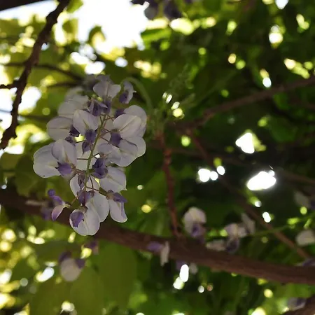 Contrada Borgin Panzió